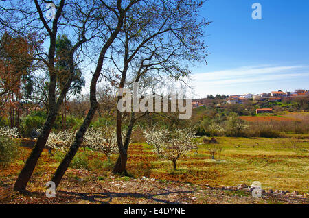 Paesaggio rurale con bianche margherite selvatiche e fioriti alberi di mandorle Foto Stock