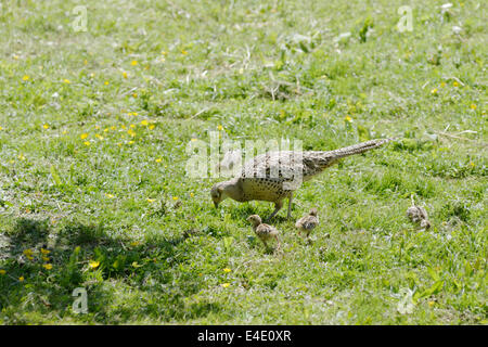 Fagiano femmina Phasianus colchicus torquatus con giovani pulcini, Wales, Regno Unito Foto Stock