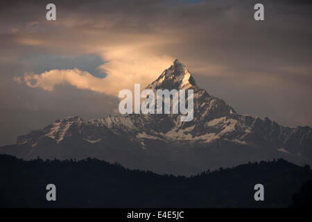 Il Nepal, Pokhara, catena Hannapurna, Machhapuchchhre, coda di pesce, di montagna nella luce del pomeriggio Foto Stock