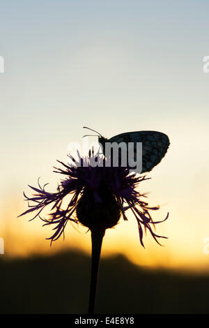 In marmo farfalla bianca su una centaurea fiore nella campagna inglese a sunrise. Silhouette Foto Stock