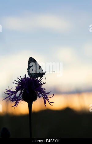 In marmo farfalla bianca su una centaurea fiore nella campagna inglese a sunrise. Silhouette Foto Stock