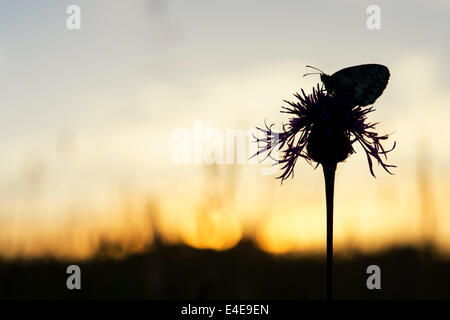 In marmo farfalla bianca su una centaurea fiore nella campagna inglese a sunrise. Silhouette Foto Stock