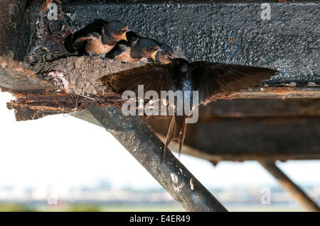Barn Swallow pulcini essendo alimentato da genitore bird, Hirundo rustica REGNO UNITO Foto Stock
