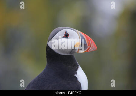 Puffin sull'Isola di maggio, Scozia Foto Stock