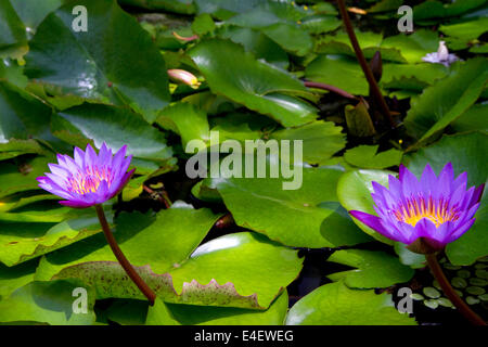 Nymphaea nouchali, star lotus giglio di acqua sull'isola di Tahiti, Polinesia francese. Foto Stock