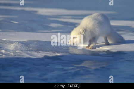 Arctic Fox (Alopex lagopus) in bianco invernale pelage, Cape Churchill, la Baia di Hudson, Manitoba, Canada. Foto Stock