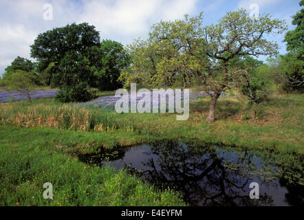 Bluebonnets crescente vicino laghetto in Burnett County, Texas Foto Stock