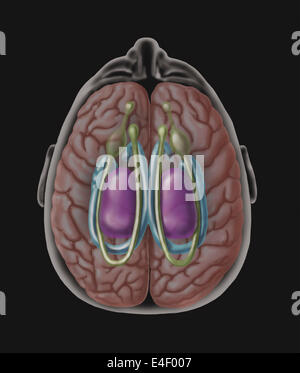 Vista del sistema limbico come visto da direttamente sopra la testa. Foto Stock