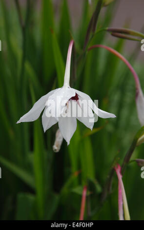 Gladiolus 'Murielae' close up di fiore Foto Stock