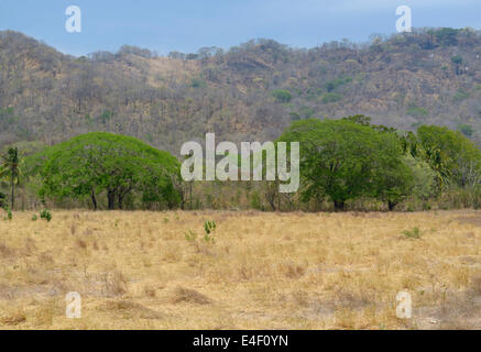 Due alberi di Guanacaste, Enterolobium cyclocarpum, provincia di Guanacaste, Costa Rica Foto Stock