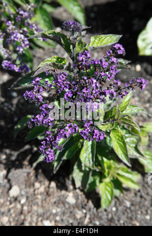 Heliotropium arborescens "marine" impianti in fiore Foto Stock