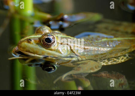 Rana d'acqua di Levant, Pelophylax bedriagae Foto Stock