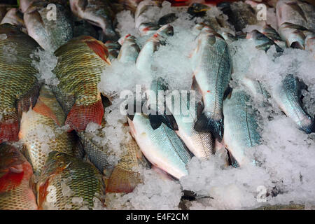 Pesce in ghiaccio, pronti per la vendita nel mercato Foto Stock