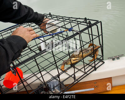 Dungeness crab in un piccolo uso personale crab pot con tazze di esca sul bordo di una piccola barca nel sud-est dell Alaska. Foto Stock
