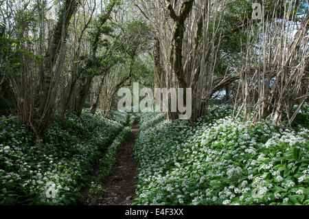 Primavera nella campagna britannica. Aglio selvatico (Allium ursinum) crescere accanto ad una briglia ombreggiato sentiero in rural Dorset. Inghilterra, Regno Unito. Foto Stock