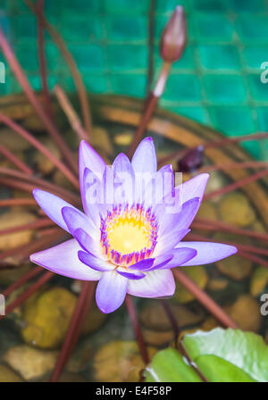 Close up violetta lotus in piscina Foto Stock