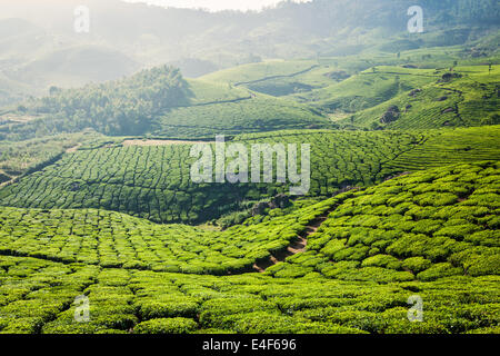 Il Kerala India travel sfondo verde - piantagioni di tè in Munnar Kerala, India - attrazione turistica Foto Stock