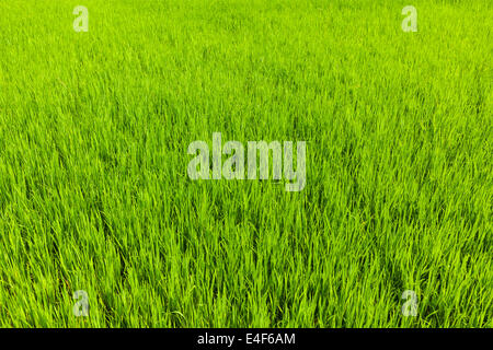 La risaia campo vicino. Il Tamil Nadu, India Foto Stock