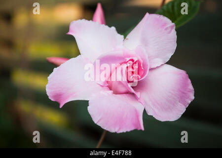 Close up rosa rosa dipladenia nel giardino di casa Foto Stock