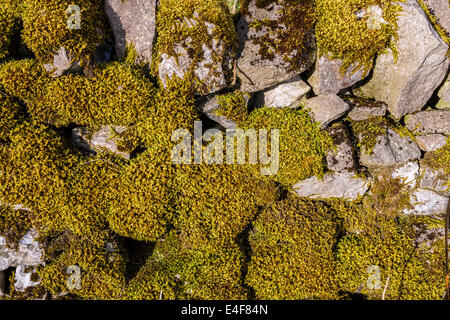 Il muschio secco sul muro di pietra, Derbyshire Foto Stock