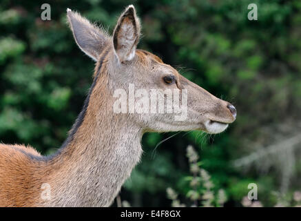 Cervo - Cervus elaphus Closeup di testa. Rannoch Moor, Scozia Foto Stock