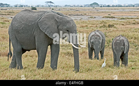 Femmina di elefante africano vicino a due bimbi parte del gruppo familiare del Parco Nazionale Amboseli Kenya Africa Orientale elefante femmina BABIE Foto Stock