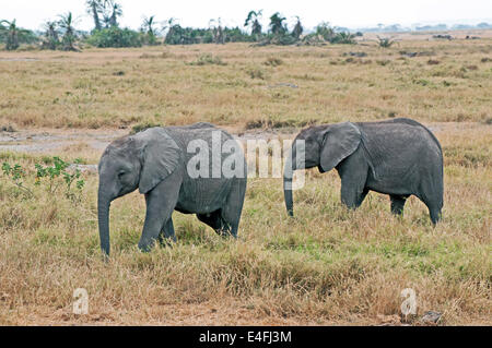 Due giovani elefanti bambino parte del gruppo familiare del Parco Nazionale Amboseli Kenya Africa Orientale ELEPHANT BABY NEONATI AMBOSELI KENYA Foto Stock