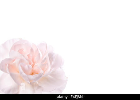 Primo piano della rosa fresca garofano, isolato su uno sfondo bianco Foto Stock