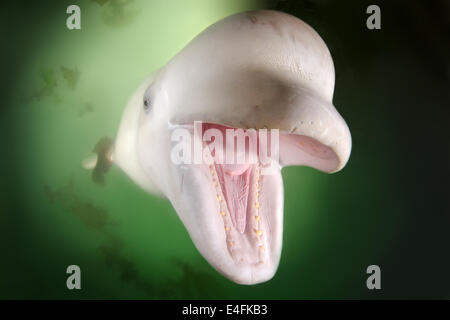 Ritratto di subacquea di balene Beluga con bocca aperta.bianco. Balena (Delphinapterus leucas) Mare del Giappone, Russky Island, Estremo Oriente, in Russia Foto Stock