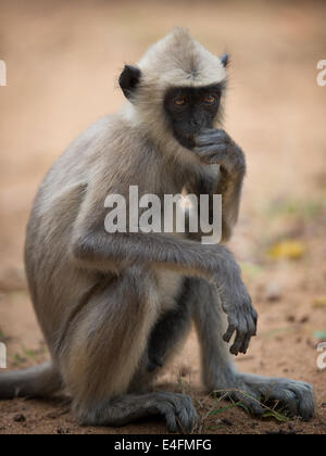 Grigio scimmia macaco a Yala National Park Foto Stock