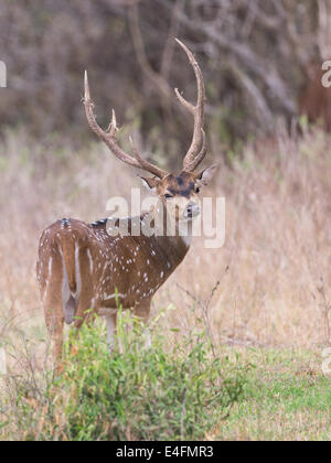 Maschio di cervo maculato con grandi corna a Yala National Park nello Sri Lanka Foto Stock