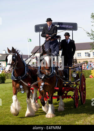 Harrogate, North Yorkshire, Regno Unito. 9 Luglio, 2014. Un nuovo concorrente nella sezione coppie di cavalli pesanti affluenza visualizzazione nella principale arena presso il grande spettacolo dello Yorkshire il 9 luglio 2014 a Harrogate nel North Yorkshire, Inghilterra. Questo concorrente è il co-operativa cura funebre cavallo Clydesdale coppia. Credito: AC Immagini/Alamy Live News Foto Stock