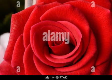 Primo piano della fresh red rose in piena fioritura Foto Stock