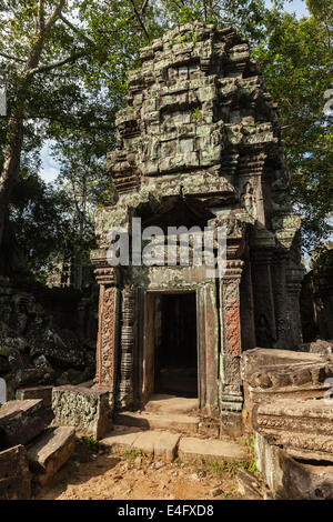 Travel Cambogia nozione di sfondo - rovine antiche, Ta Prohm tempio di Angkor, Cambogia Foto Stock