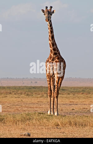 Giraffa comune in Amboseli National Park in Kenya Africa Orientale due comuni GIRAFFE AMBOSELI KENYA Foto Stock