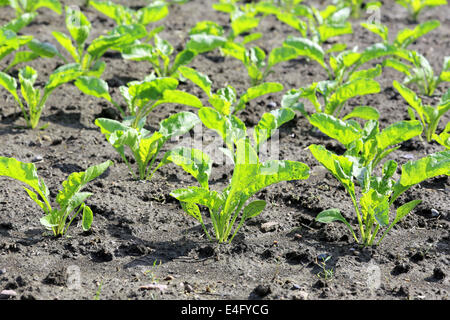 Piccole piante crescenti di barbabietole da zucchero su un campo dopo la pioggia. Foto Stock