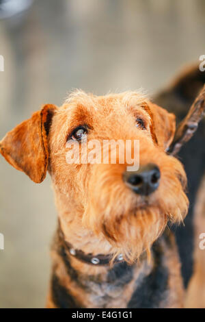 Brown Airedale Terrier cane close up ritratto Foto Stock