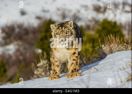 Snow Leopard (Panthera uncia o Uncia uncia), Bozeman, Montana, USA Foto Stock