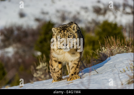 Snow Leopard (Panthera uncia o Uncia uncia), Bozeman, Montana, USA Foto Stock