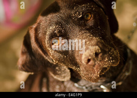 Ritratto di cane con sabbia in testa Foto Stock