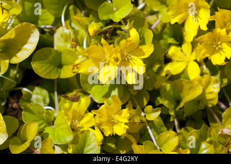 Immagine di Creaping Jenny (Lysimachia nummularia 'aurea' ) Foto Stock
