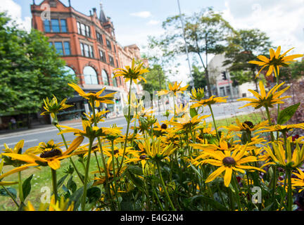 Graziosi fiori gialli su un semaforo con un isola in città di Nottingham, Nottinghamshire REGNO UNITO Inghilterra Foto Stock