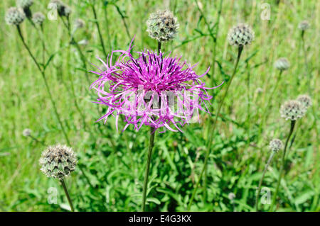 Maggiore Fiordaliso Centaurea scabiosa cresce su Il Pembrokeshire Coast path Foto Stock