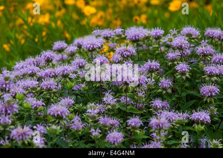 Monarda didyma "calza blu' Bergamotto Foto Stock