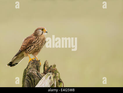 Wild femmina, il Gheppio Falco tinnunculus appollaiato sulla antica porta post Foto Stock