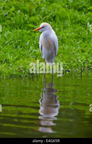 Airone guardabuoi / Buff-backed Heron (Bubulcus ibis / Ardea ibis / Ardeola ibis) permanente sulla riva del lago Foto Stock