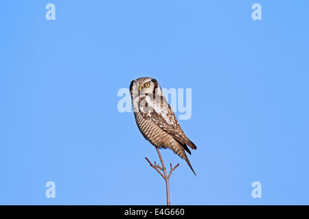 Northern hawk-civetta (surnia ulula) arroccato nella struttura ad albero Foto Stock