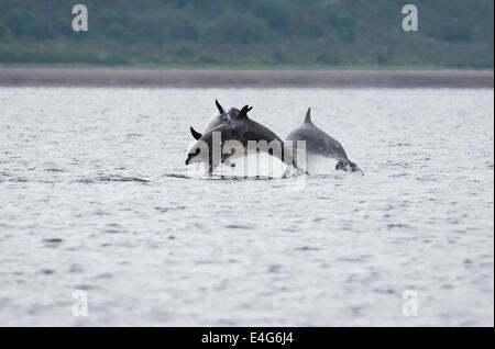 I Delfini violare a Chanonry Point, Scozia Foto Stock