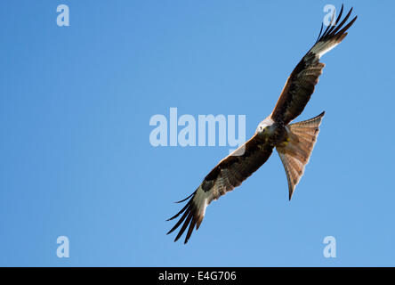 Nibbio reale Milvus milvus in volo contro il profondo blu del cielo sopra il Black Isle , Scozia Foto Stock