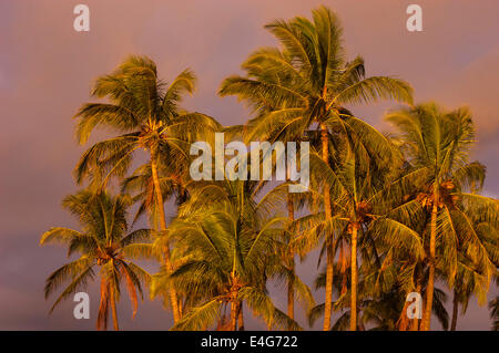 Palme di cocco, Poipu Beach, Kauai. Foto Stock